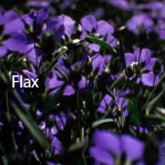 Flax